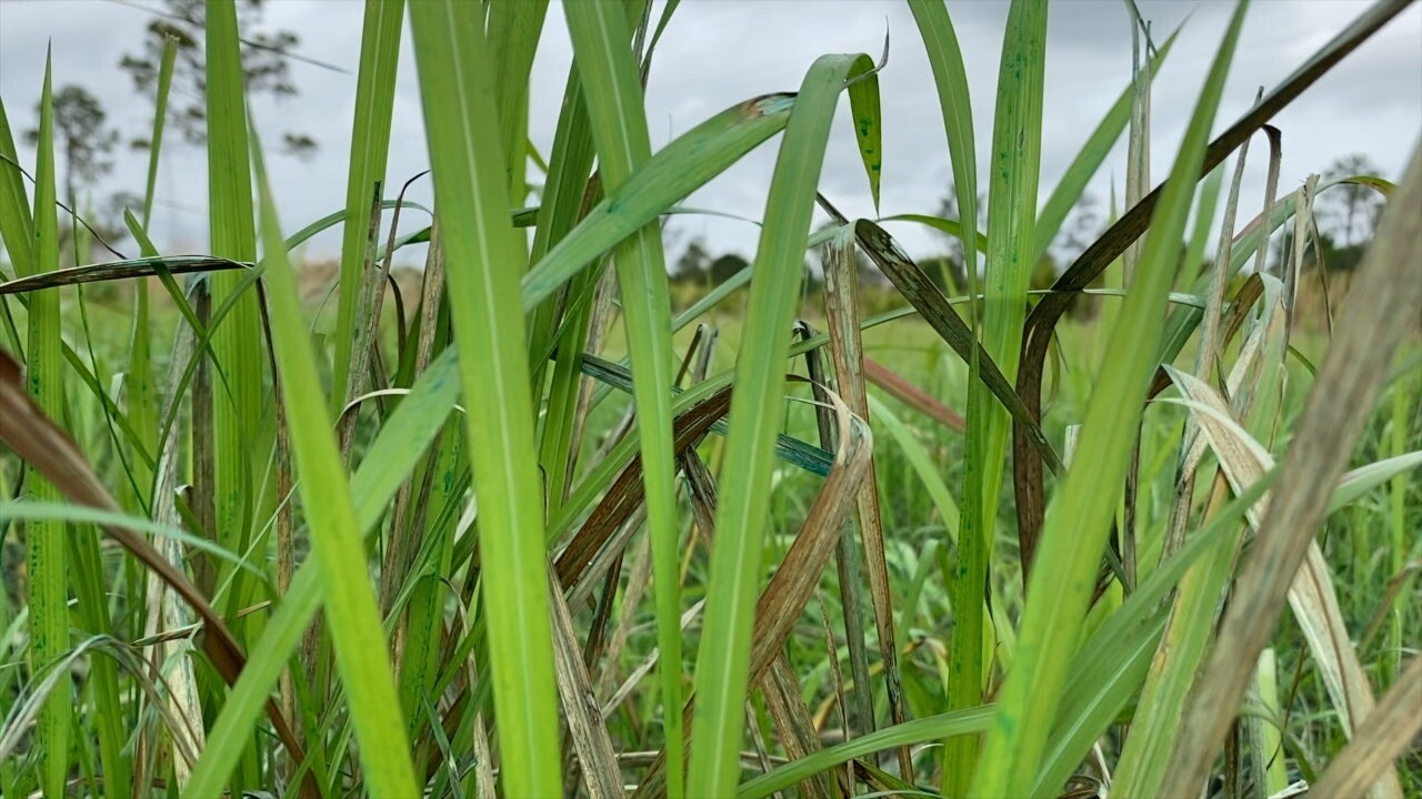 Invasive plants control Mary OConnel WFT3.jpg