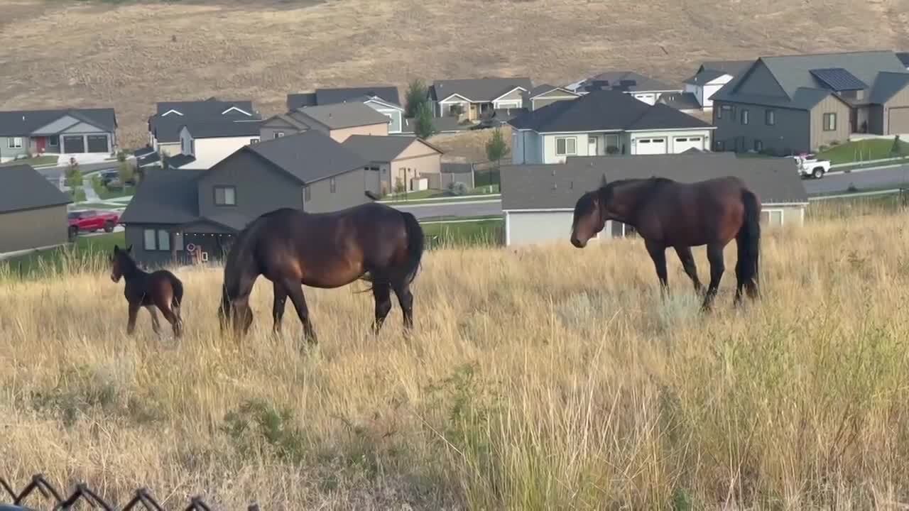Miller Creek Horses