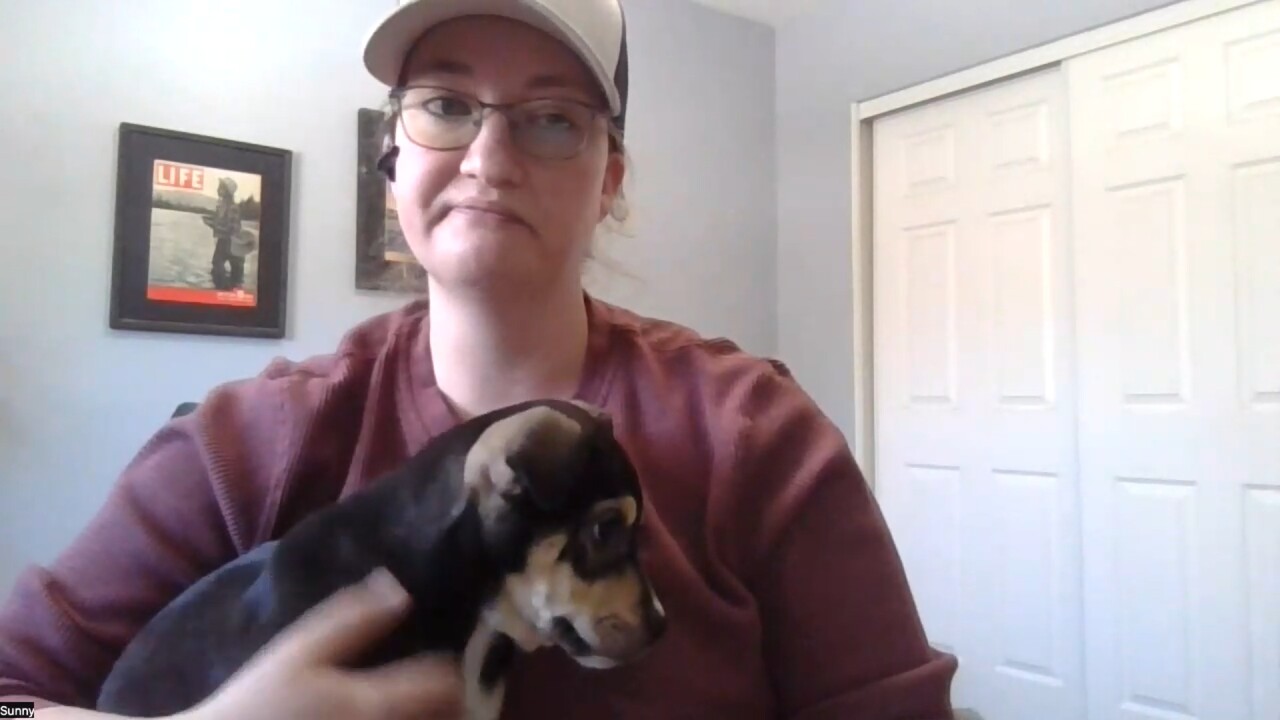 10 puppies found dead along highway in Big Horn County