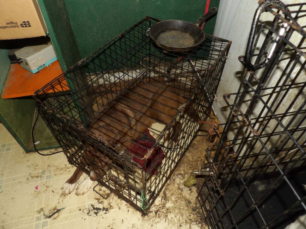 Ripley Dog Hoarder Case 2