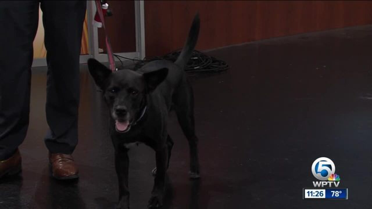 Skin infections that can impact your pet