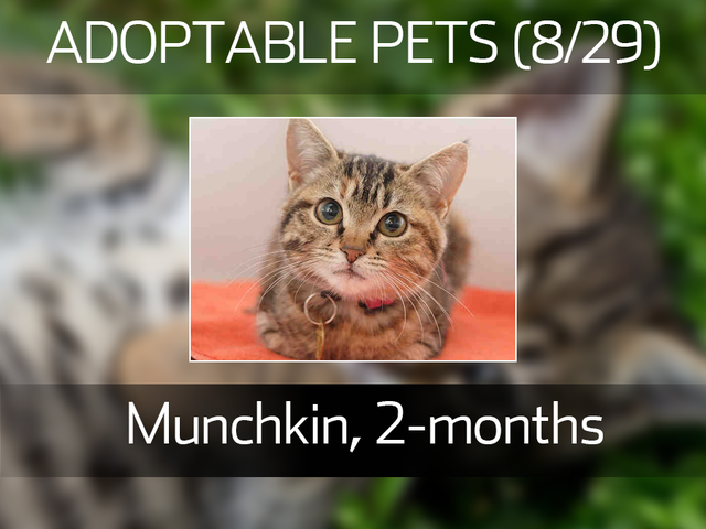 20 cute kittens and pups available for adoption in the Denver metro area in August 20 cute kittens and pups available for adoption in the Denver metro area in August