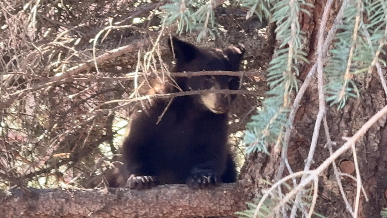BEAR IN TREE2.jpeg