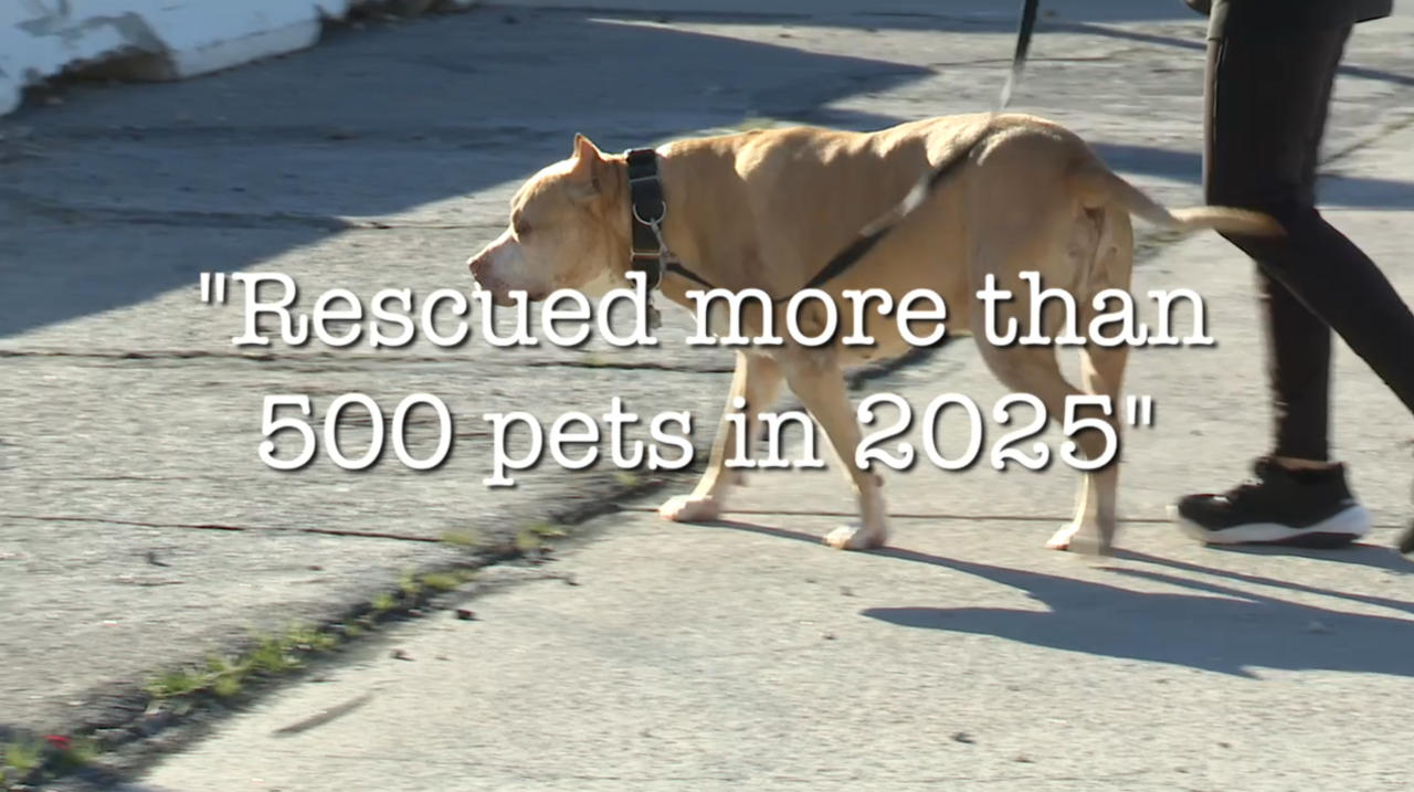 Las Vegas pet rescue group says stolen cameras put missing animals at risk