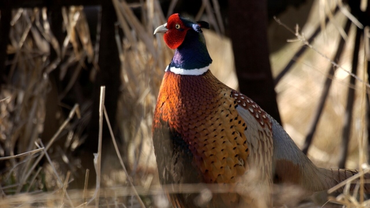 Pheasant hunting season kicks off in Michigan