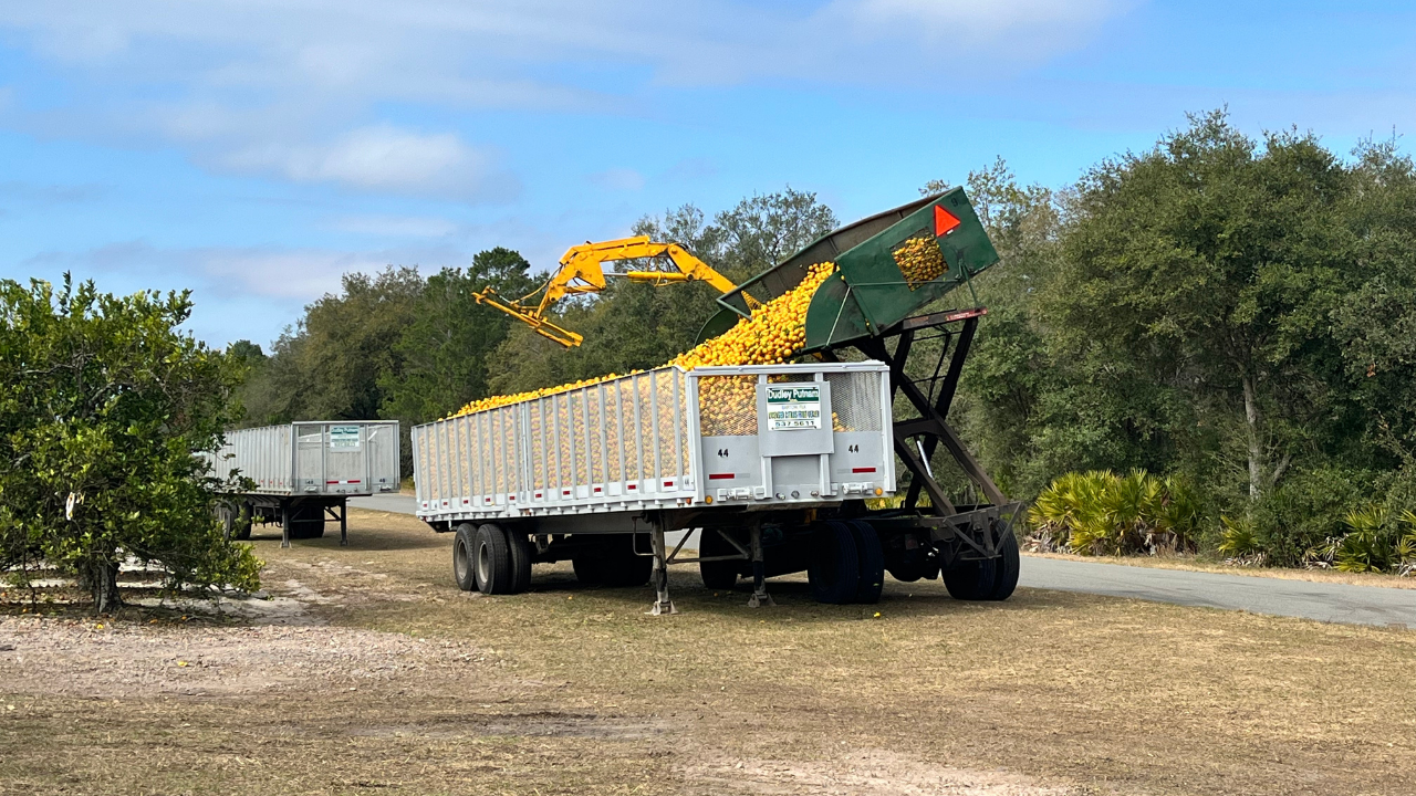Florida oranges generic Stassy Olmos WFTS3.png