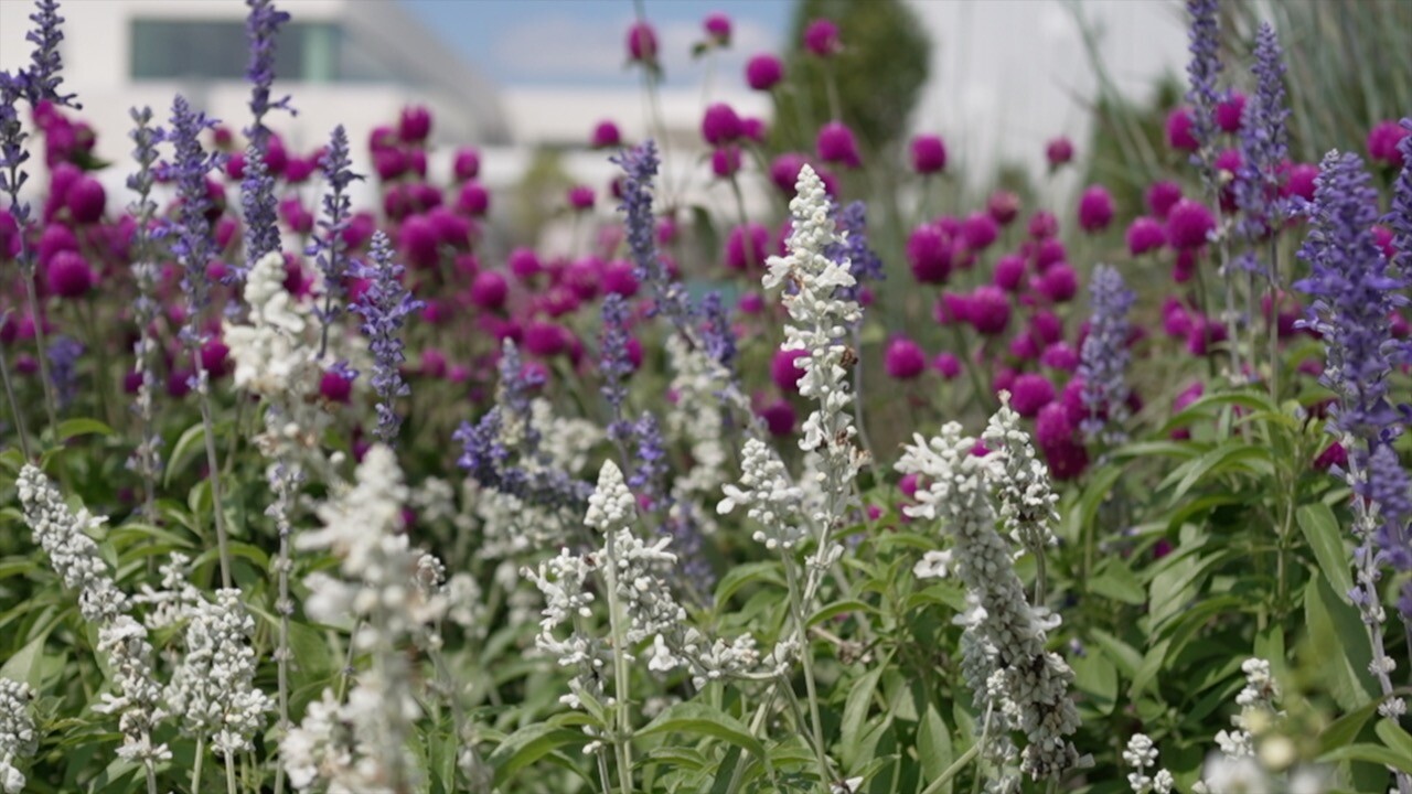 flowers pic.jpg