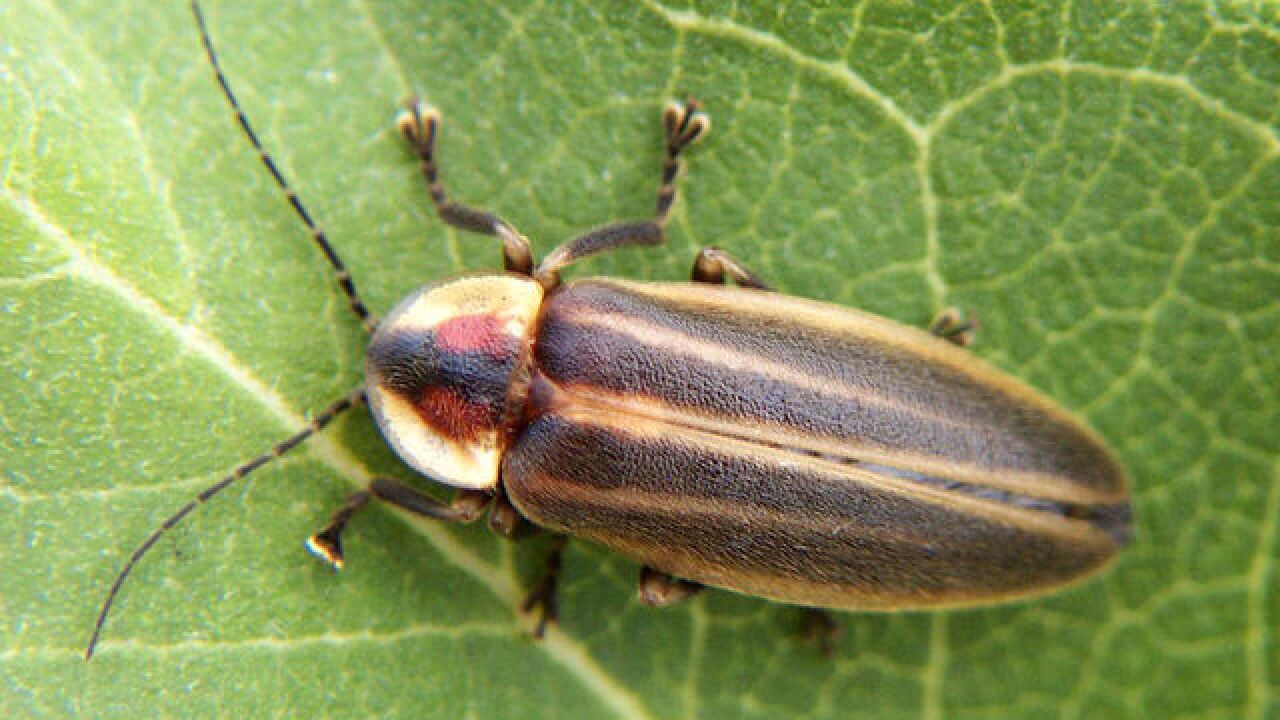 Indiana's state insect — the firefly — is facing extinction