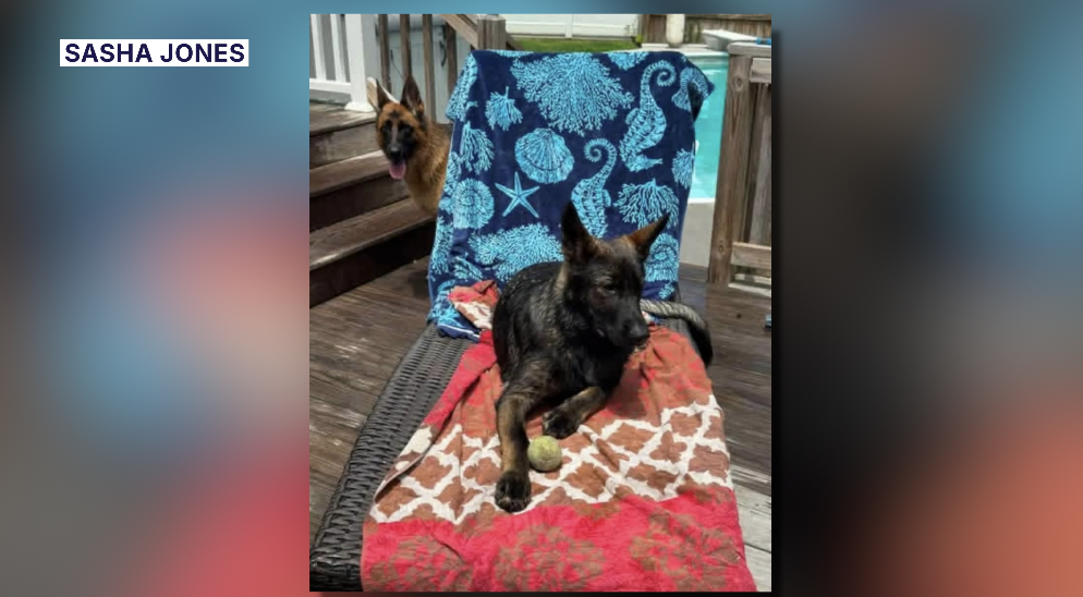 Dog missing after construction material falls on car in Virginia Beach