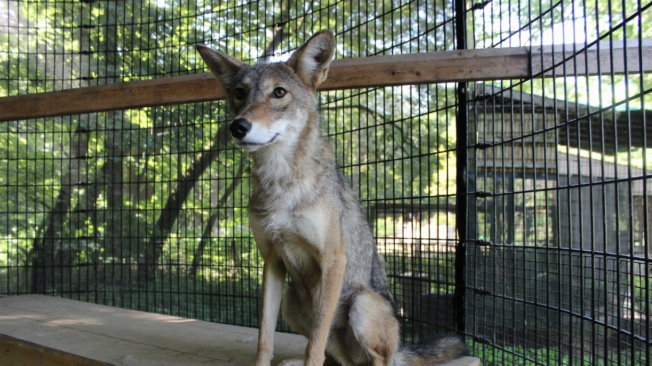 It's coyote mating season: The animals will be more active than usual