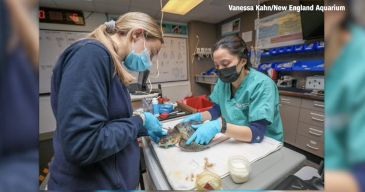 Stranded Frigid Aquarium treating stranded cold-stunned turtles
