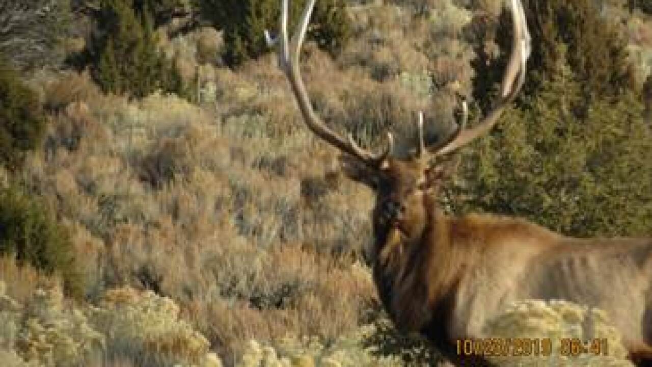 Docile Bull Elk Illegally Shot In Northwestern Colorado