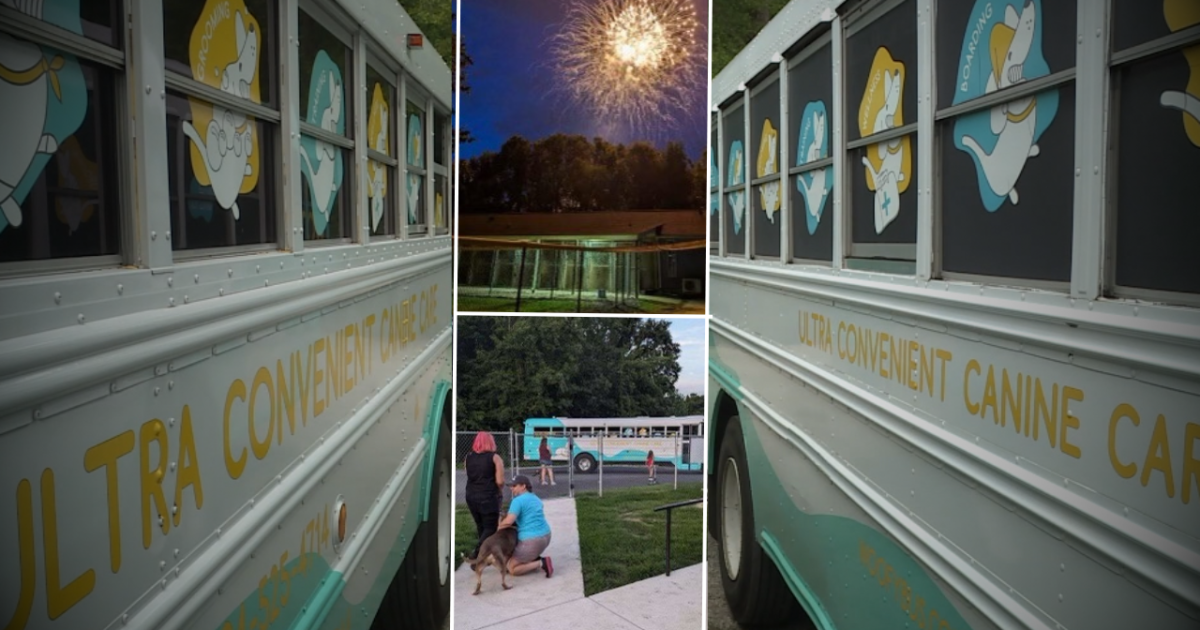 Dogs at this animal shelter don't like fireworks. This bus came to their rescue. - Vimarsana News
