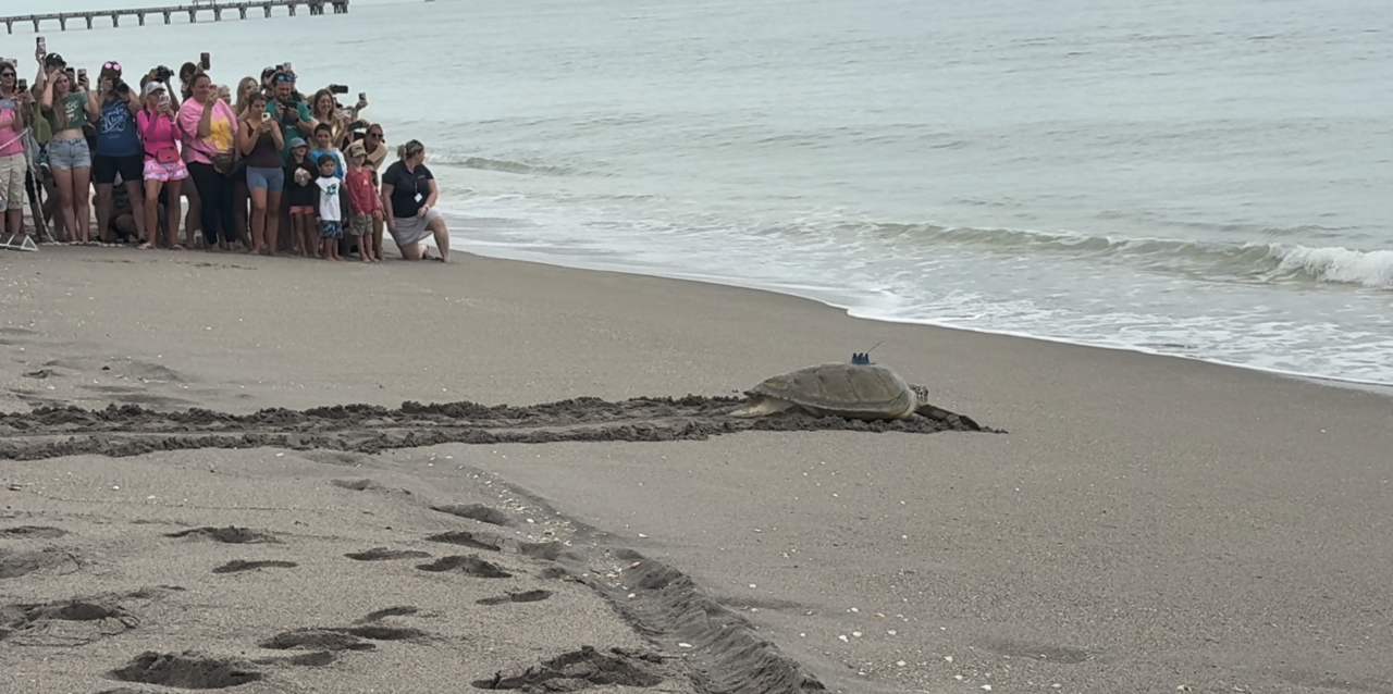 Jurassic the sea turtle