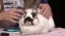 Exotic Animals Coast Live
