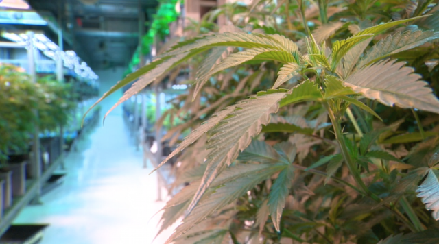 Colorado's government raking in cash after legalizing pot