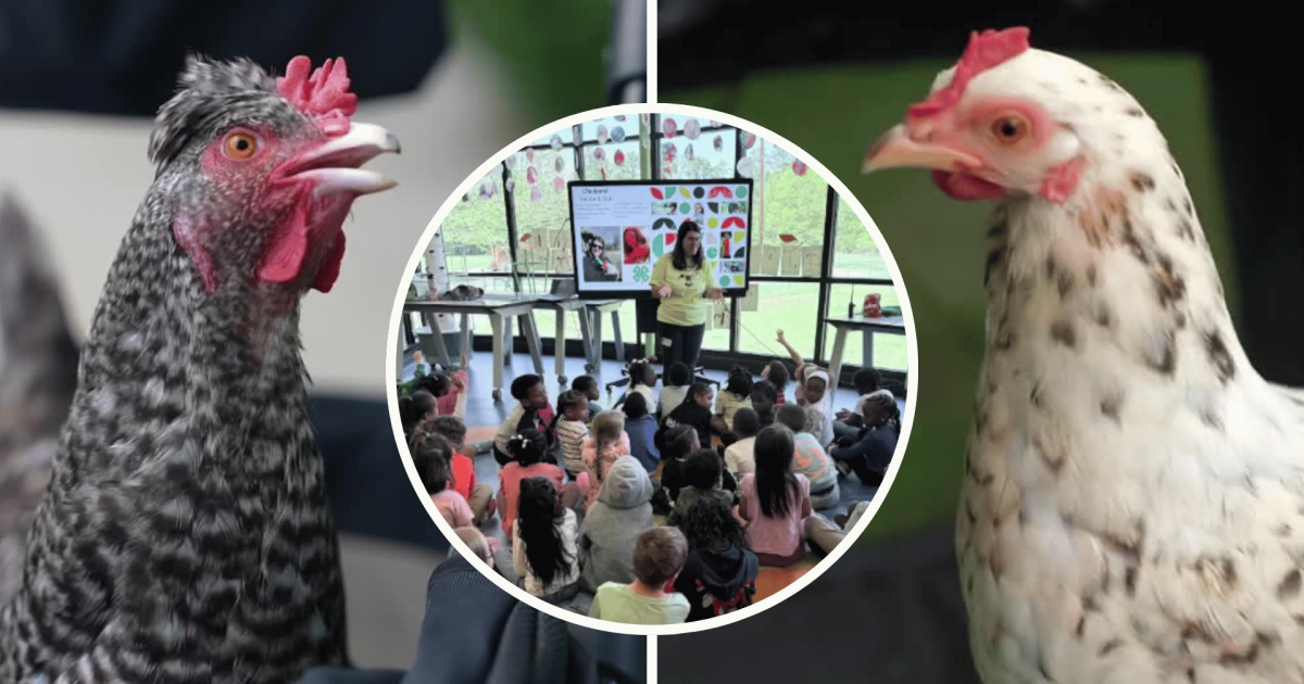 Meet Lucky and Twinky, the chickens hatching a love of learning in Henrico