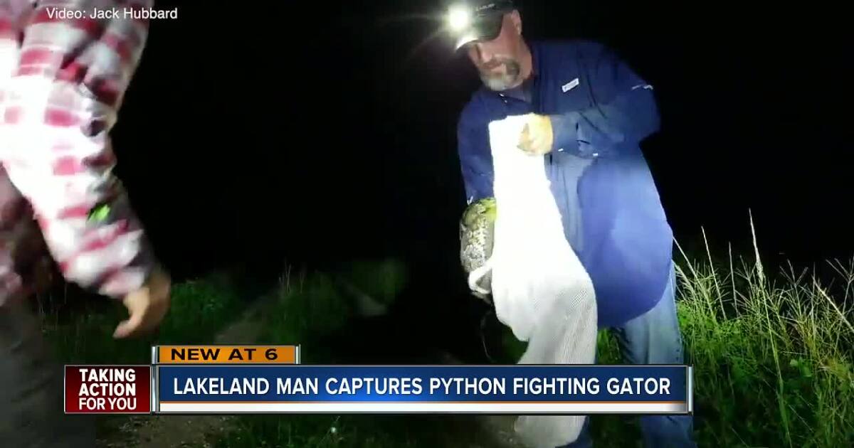 Watch: Hunter catches python strangling gator