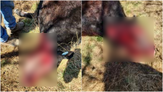 Chouteau County Sheriff's Office investigating the gruesome killing of a cow
