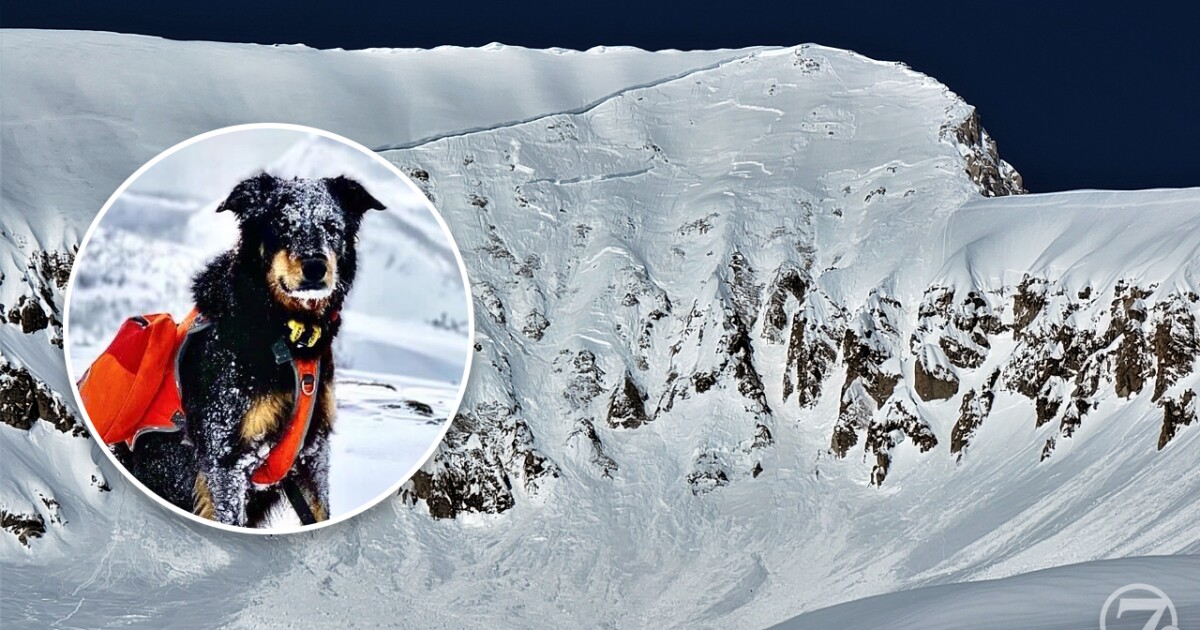CO avalanche survivor determined to find dog missing since March 17 slide
