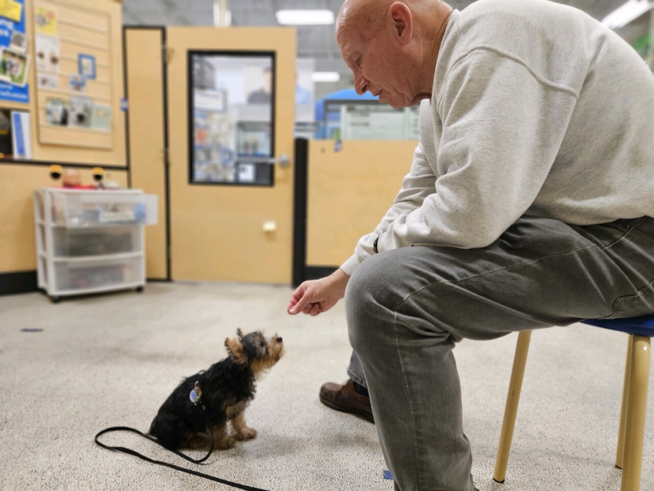 Skippy the Sentara therapy dog