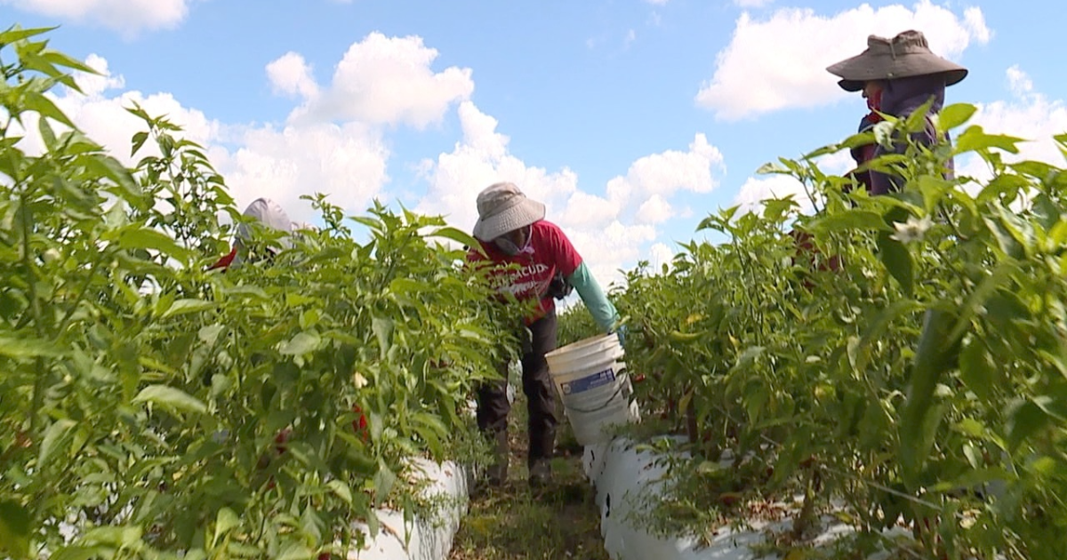 USDA grant funding available for farm workers - Vimarsana News