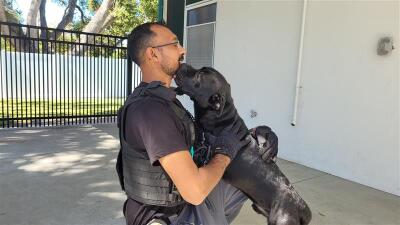 Dogs recovering after found malnourished, neglected in Bradenton: BPD