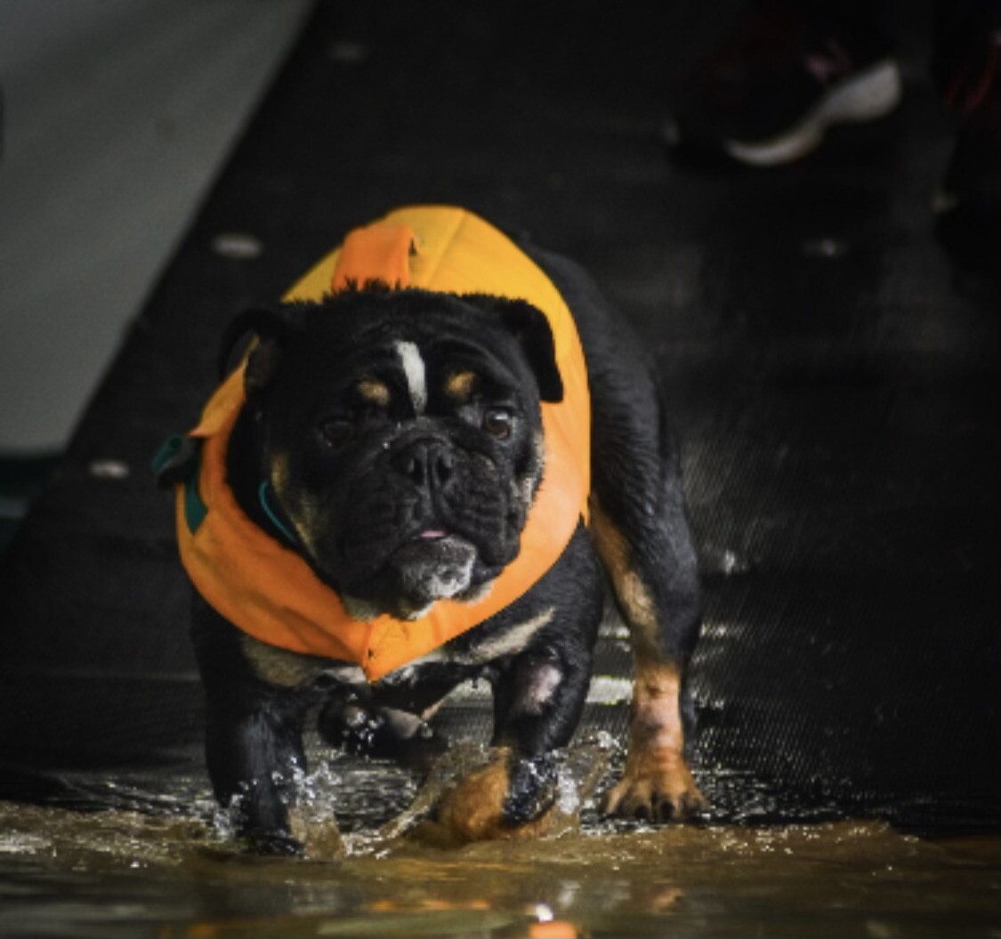Chick the Bulldog dock diving
