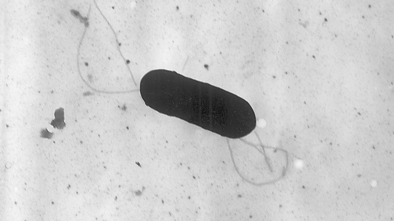 Listeria-Deli Meats