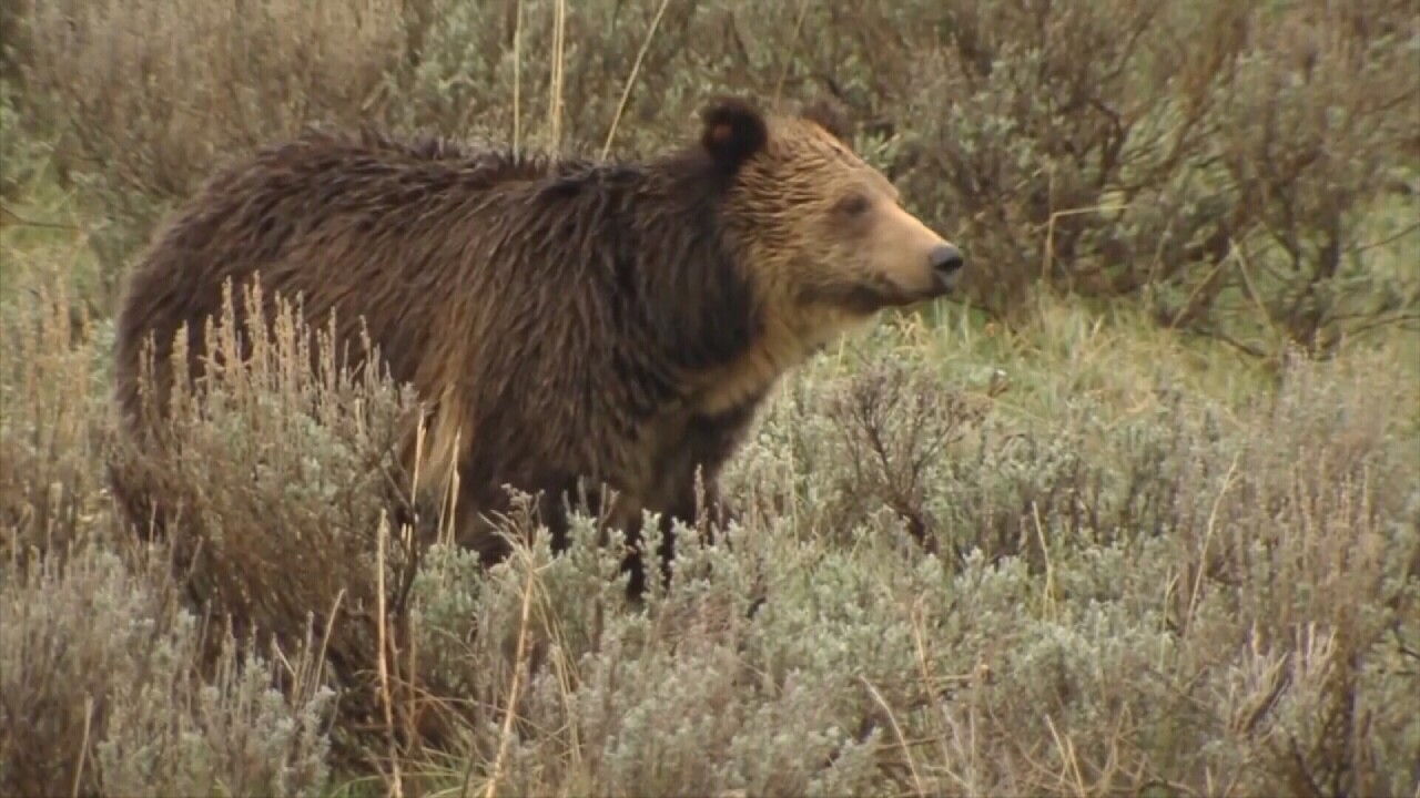 1009521 GRIZZLY BEAR STOCK.jpg