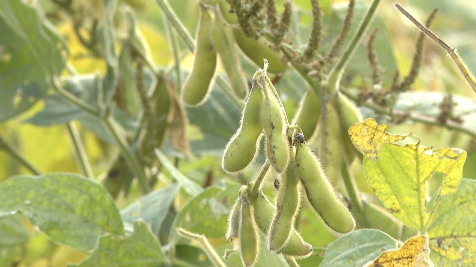 Soybeans