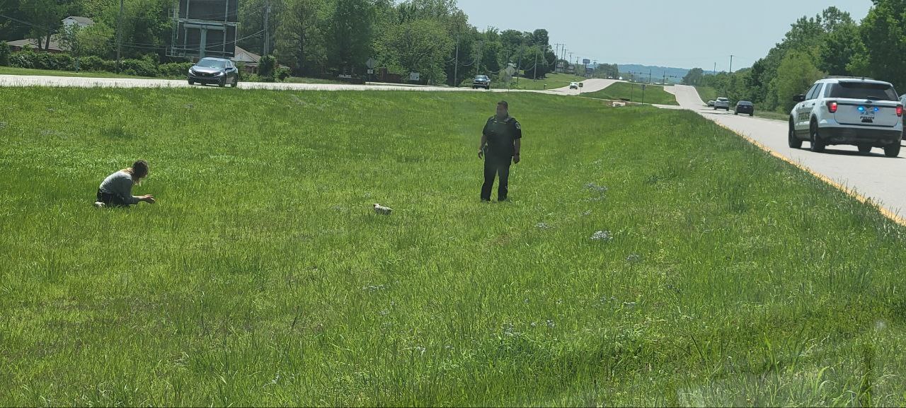 Verdigris police snag piglet