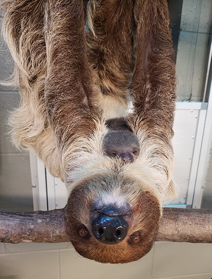 Virginia Zoo new baby sloth