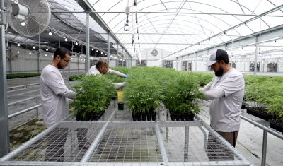 After bursting onto the farming scene around the country several years ago, hemp production declined. That’s expected to change, with the U.S. market for hemp projected to triple from $5.6 billion a year now, to $17.4 billion by 2027.