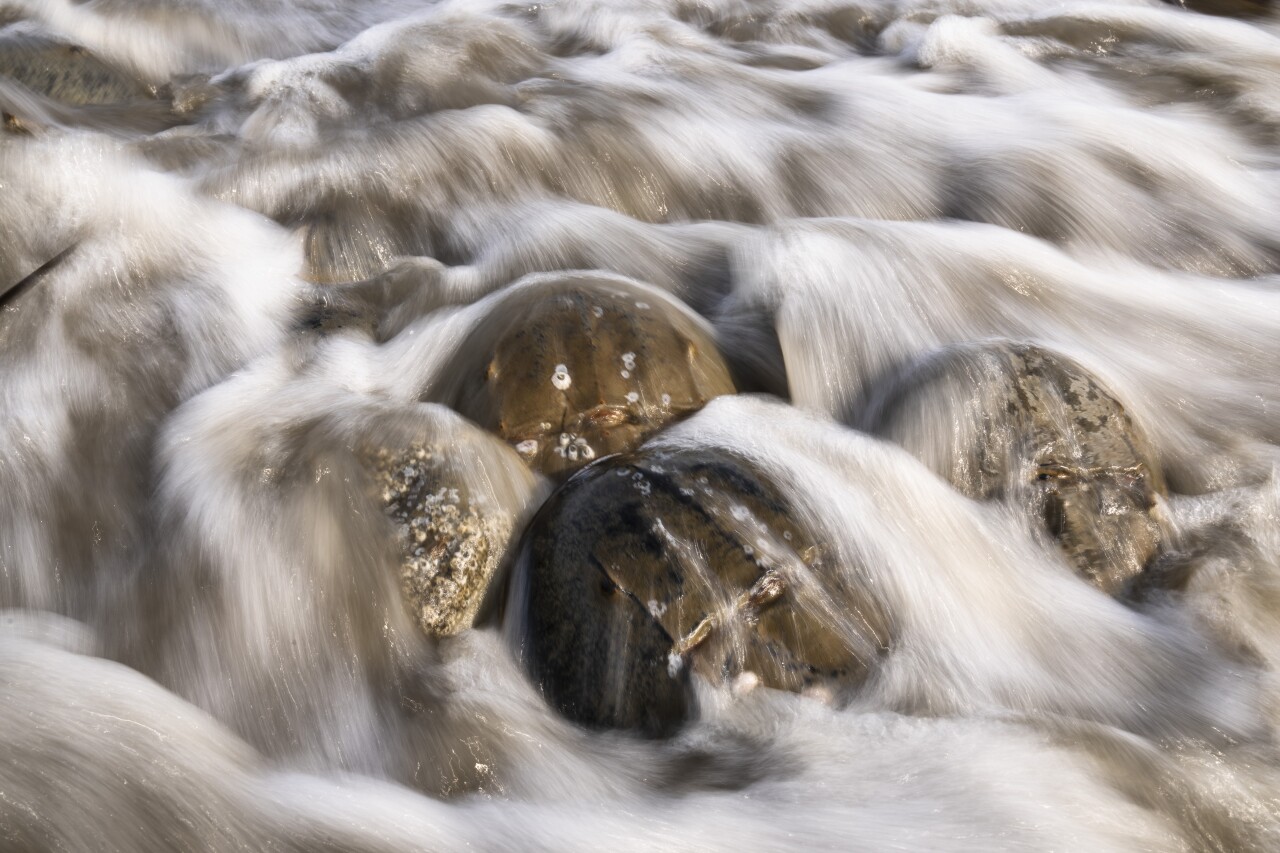 APTOPIX Horseshoe Crab Blood Harvest