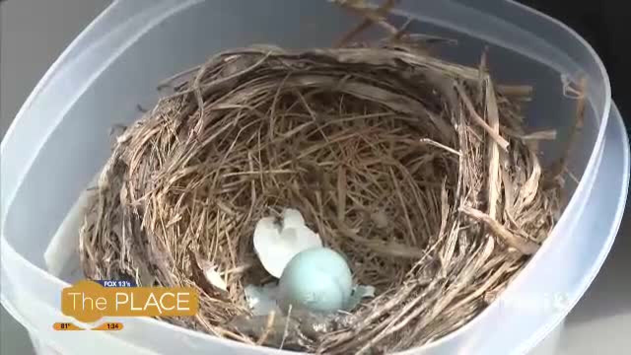 What should you do if you find a baby bird?