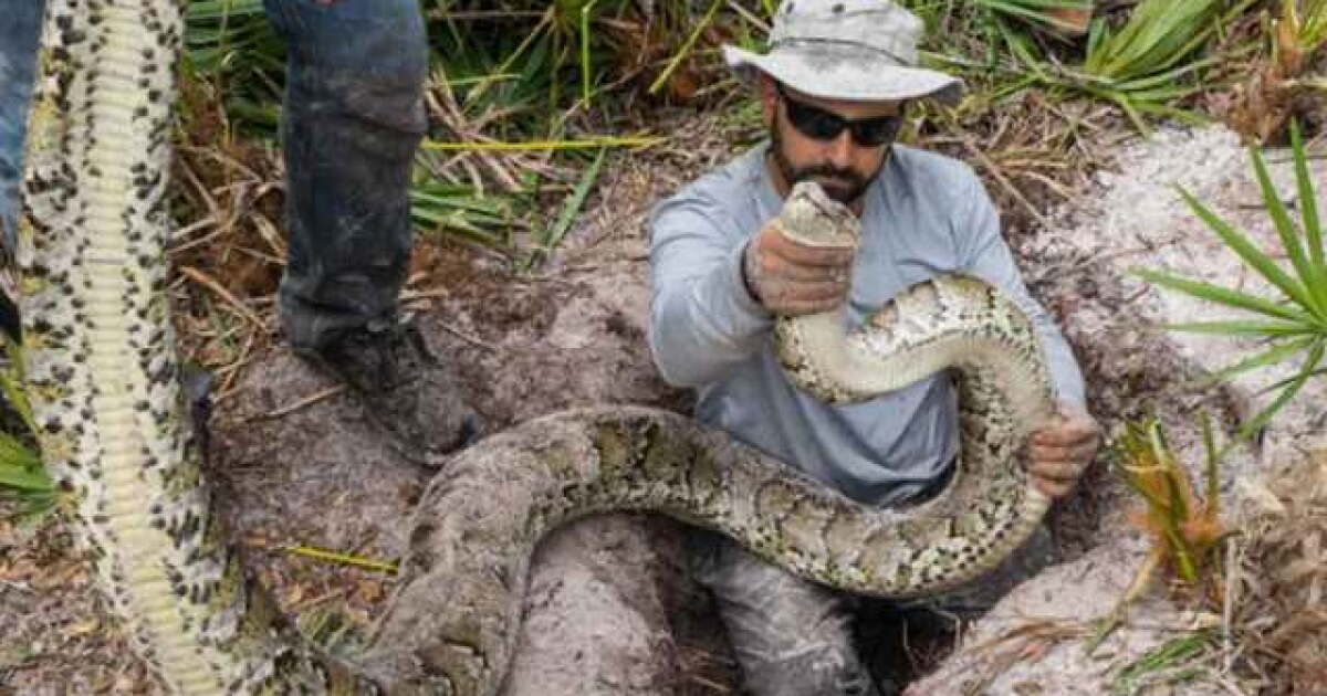 Largest male python ever caught in South Florida