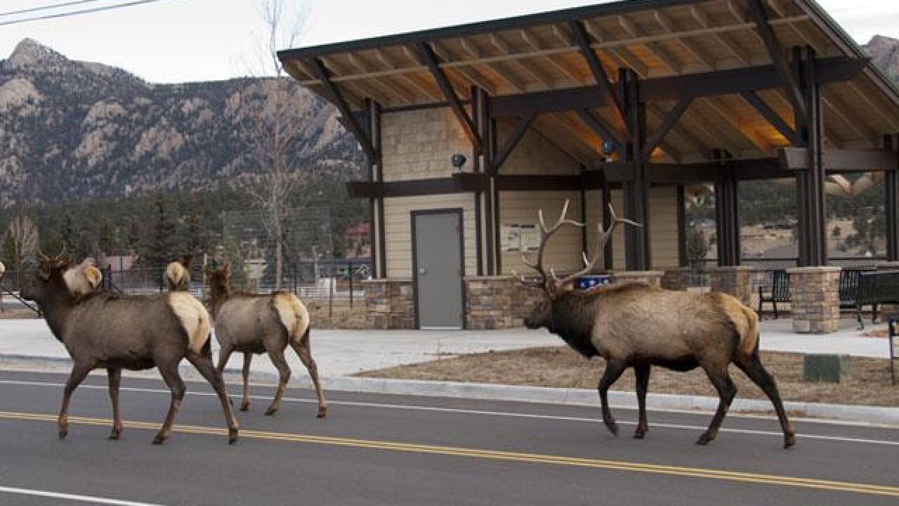 Elk attacks 2 women in Estes Park as rut season begins