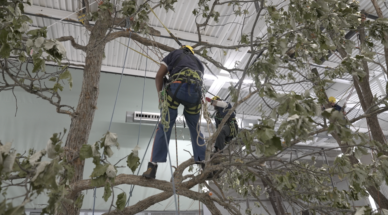 Michigan Department of Corrections tree trimming program