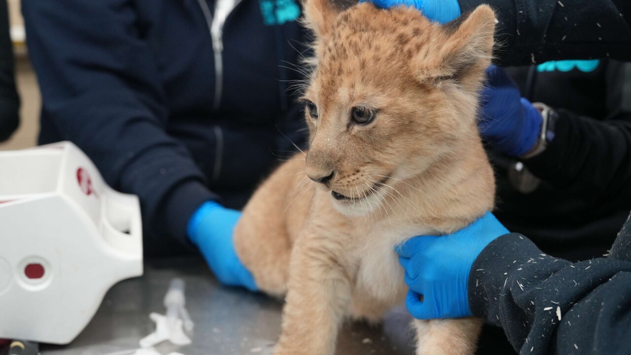 Lion Cub.jpg