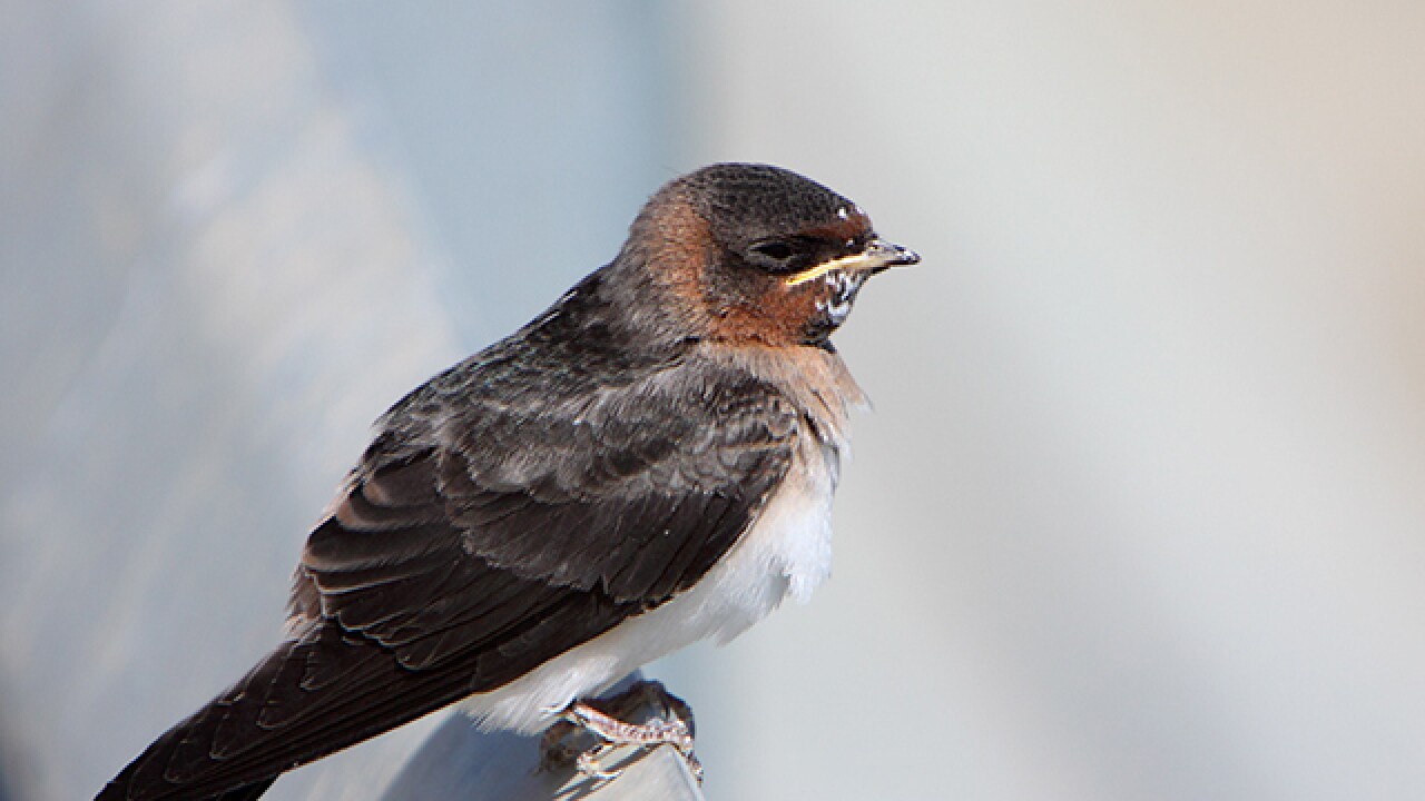 Lorain police file grievance over ... bird poop?