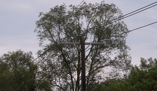 Tree branches near power lines in Western New York.