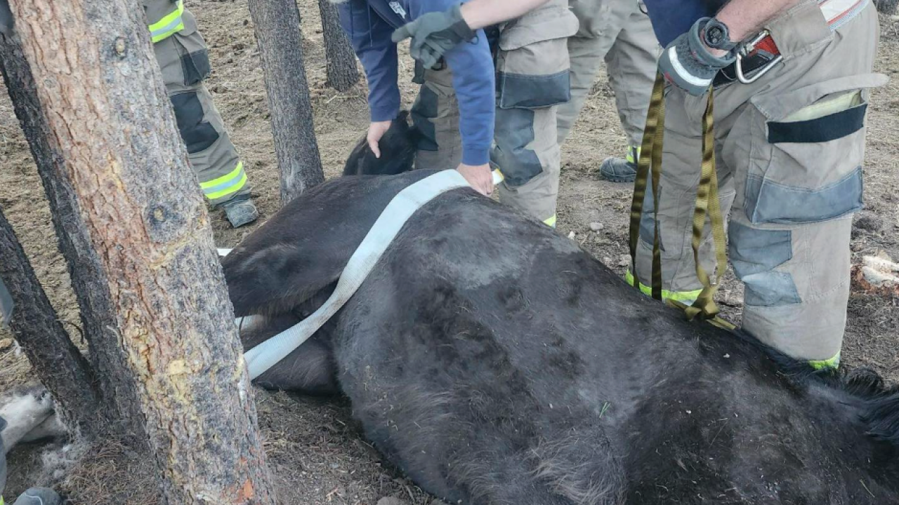 Horse Rescue 2.png