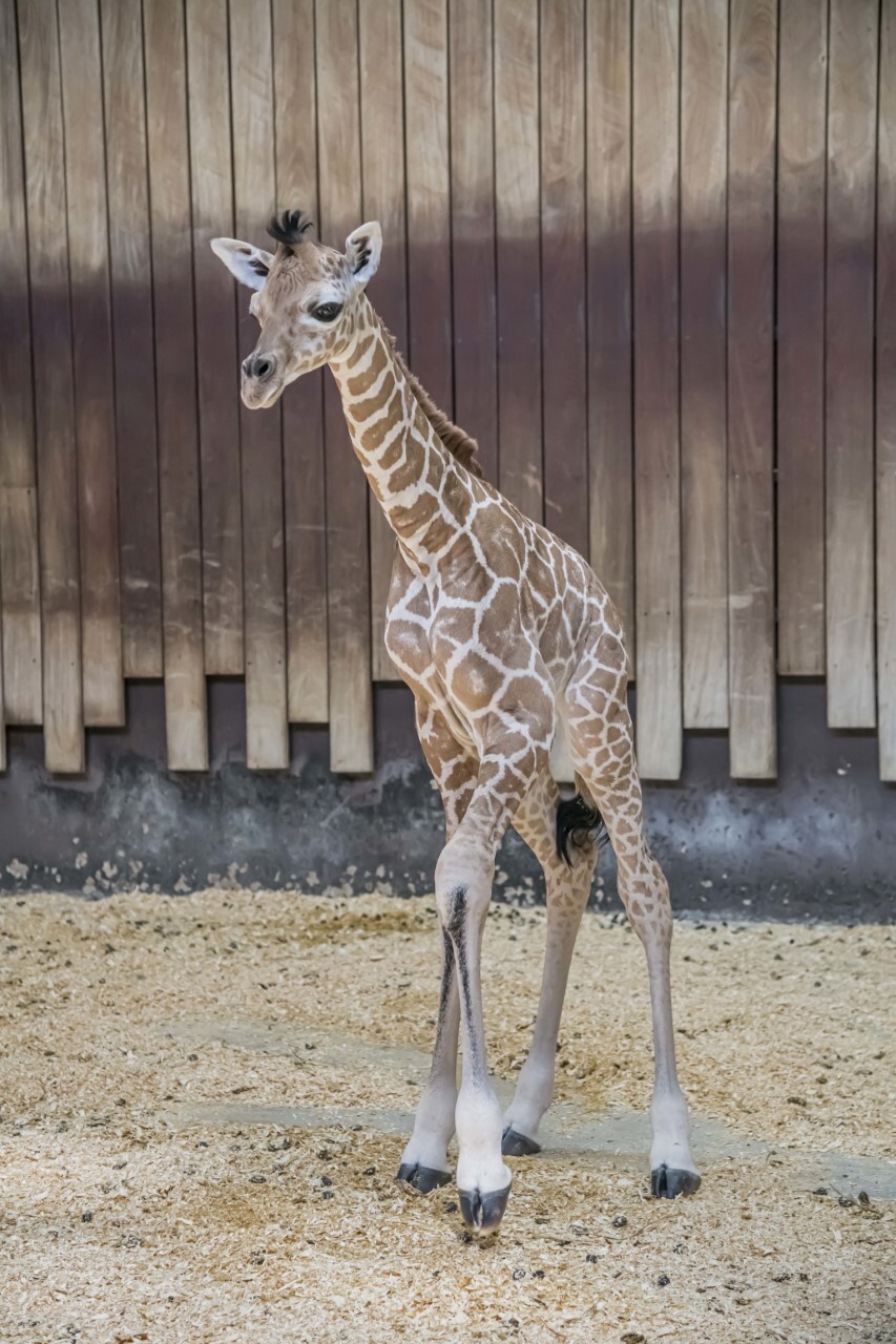 thumbnail_Giraffe Marlees Baby 05-2022-0011578 E.jpg