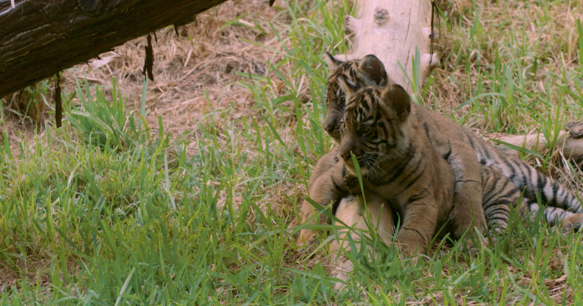 Endangered Sumatran Tiger cubs emerge from den at San Diego Zoo Safari Park - Vimarsana News