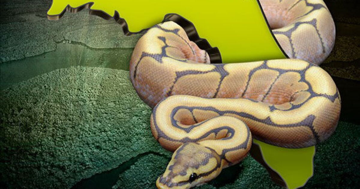 Traps For Python Wildlife refuge in Florida sets traps for invasive pythons
