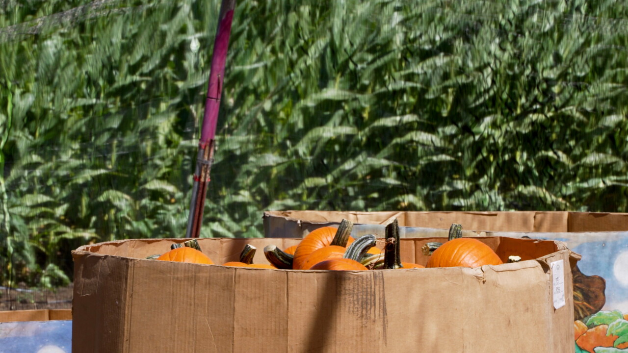 PUMPKINS.jpg