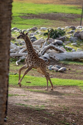 Baby giraffe, Rafiki, explores her habitat at the Phoenix Zoo for the first time