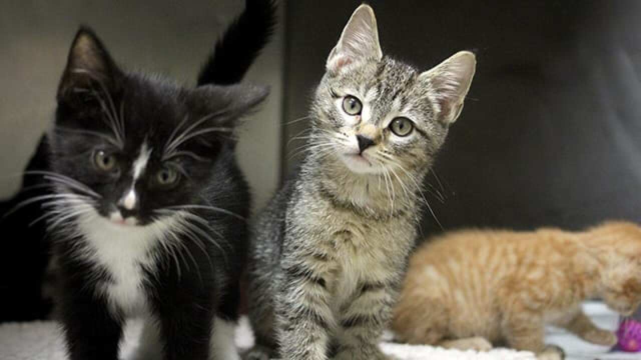 Lexington Hospital For Cats Collecting Donations For Cats At The Lexington Humane Society