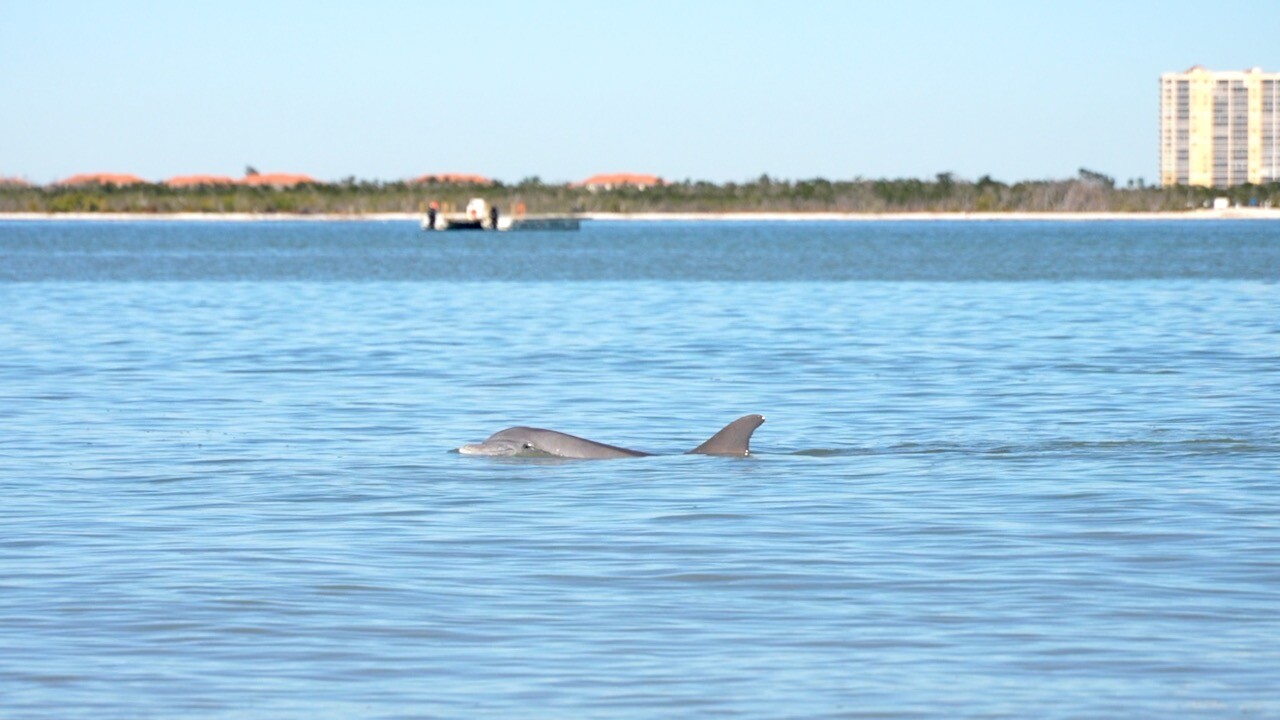 Dolphin at Bowditch with barge behind